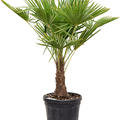 Trachycarpus fortunei (120-150), Stamm (20-40), im 40cm Topf, H�he 135cm, Breite 90cm