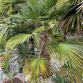 Trachycarpus wagnerianus, Trachycarpus wagnerianus