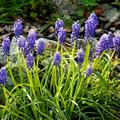 Traubenhyazinthe (Muscari)