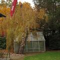 Trauerbirke 'Youngii', Betula pendula 'Youngii'