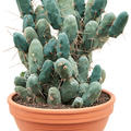 Trichocereus bridgesii f. monstruosa, im 33cm Topf, H�he 55cm, Breite 40cm