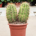 Trichocereus pasacana 'variegata', im 32cm Topf, H�he 65cm, Breite 45cm