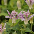 Tricyrtis hirta