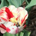 Triumph Tulpe 'Spryng Rembrandt', Tulipa 'Spryng Rembrandt'