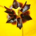 Triumph Tulpe 'Strong Gold', Tulipa 'Strong Gold' 