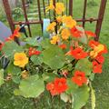 Tropaeolum majus, Kapuziner-Kresse (rankend)