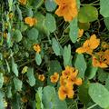 Kapuzinerkresse niedrig, nieder, Tropaeolum majus