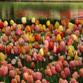 Tulpen-Mischung Sp�tbl�hende Tulpen
