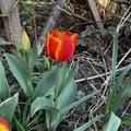 Tulpe, Einfache fr�he Tulpe 'Flair', Blumenzwiebeln