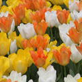 Tulpen-Mischung Fosteriana-Tulpen