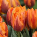 Tulpe 'Prinses Irene'