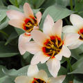 Tulpe 'Zombie'