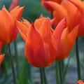 Tulpe 'Ballerina'