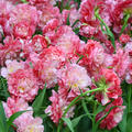 Tulpe, Tulipa Double Sugar, gef�lltbl�hend, rosa