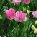 Tulpe 'Dream Club'