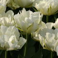 Tulpe 'Exotic Emperor'�