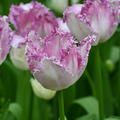 Tulpe 'Eyelash'