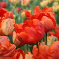 Tulpe 'Flower Power'