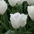 Tulpe 'Honeymoon'