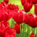 Tulpe 'Kingsblood'