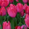 Tulpe 'Lady van Eijk'