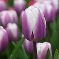 Tulpe 'Librije'