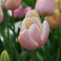 Tulpe 'Mango Charm'
