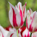 Lilienbl�tige Tulpe 'Marilyn'