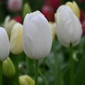 Tulpe 'Maureen'