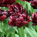 Tulpe 'Palmyra'