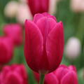 Tulpe 'Pink Ardour'