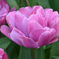 Tulpe, Gartentulpe, Tulipa Rosy Diamond