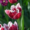 Tulpe, Gartentulpe, Tulipa San Pablo