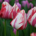 Tulpe 'Spryng Rembrandt'