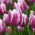 Tulpe 'Synaeda Blue'