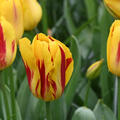 Tulpe, Gartentulpe, Tulipa Washington