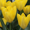 Tulpe 'Yellow Purissima'