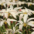 Wildtulpe  Tulipa clusiana var. stellata 
