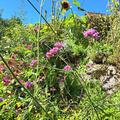 Verbena bonariensis, Patagonisches Eisenkraut, Verbene BIO 