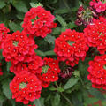 Eisenkraut Rot, Verbena x hybrida