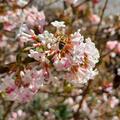 Viburnum bodnantense 'Dawn', Viburnum bodnantense 'Dawn'