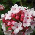 Viburnum carlesii koreantischer Duftschneeball Bl�te