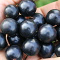 Vierbeere� Black Gem�