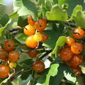 Reife orange Fr�chte