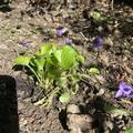Viola odorata 'K�nigin Charlotte', Viola odorata 'K�nigin Charlotte'
