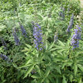 Vitex agnus castus Blue Diddley