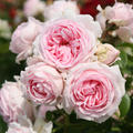 Strauchrose 'Wellenspiel'�