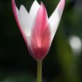 Wildtulpe 'Peppermintstick' , Tulipa clusiana 'Peppermintstick' 