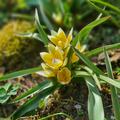Wildtulpe Tulipa tarda, Tulipa tarda