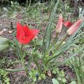 Wildtulpe linifolia, Tulipa linifolia